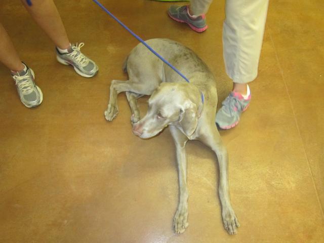 Wendy Doped after Spay